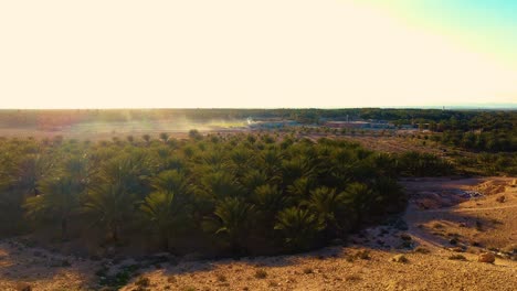 Plantación-De-Palmeras-Datileras-Deglet-Nour-En-La-Región-De-Biskra-Argelia-Al-Atardecer