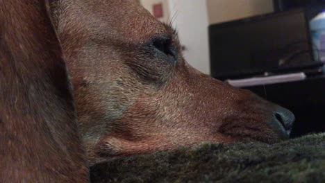 old dachshund face waking up, close up, profile