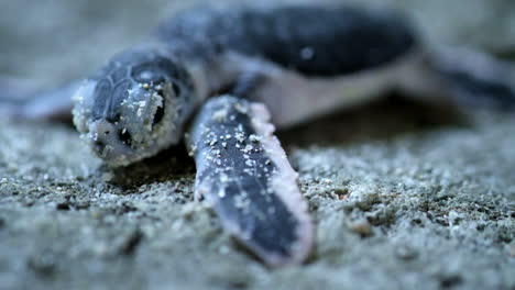 cría de tortuga - tortuga marina verde bebé respirando y tumbada en la arena de la playa cerca del océano