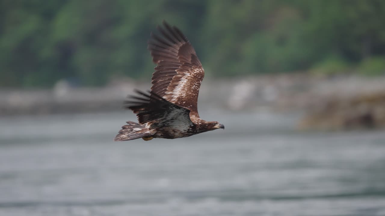 An eagle flying in slow motion looking for food over the ocean in Canada