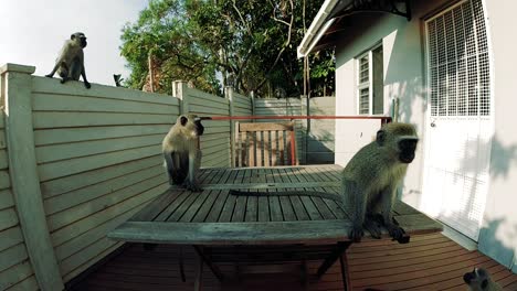 hungry wild grey vervet monkeys eating food on an outside table in a residential area in south africa