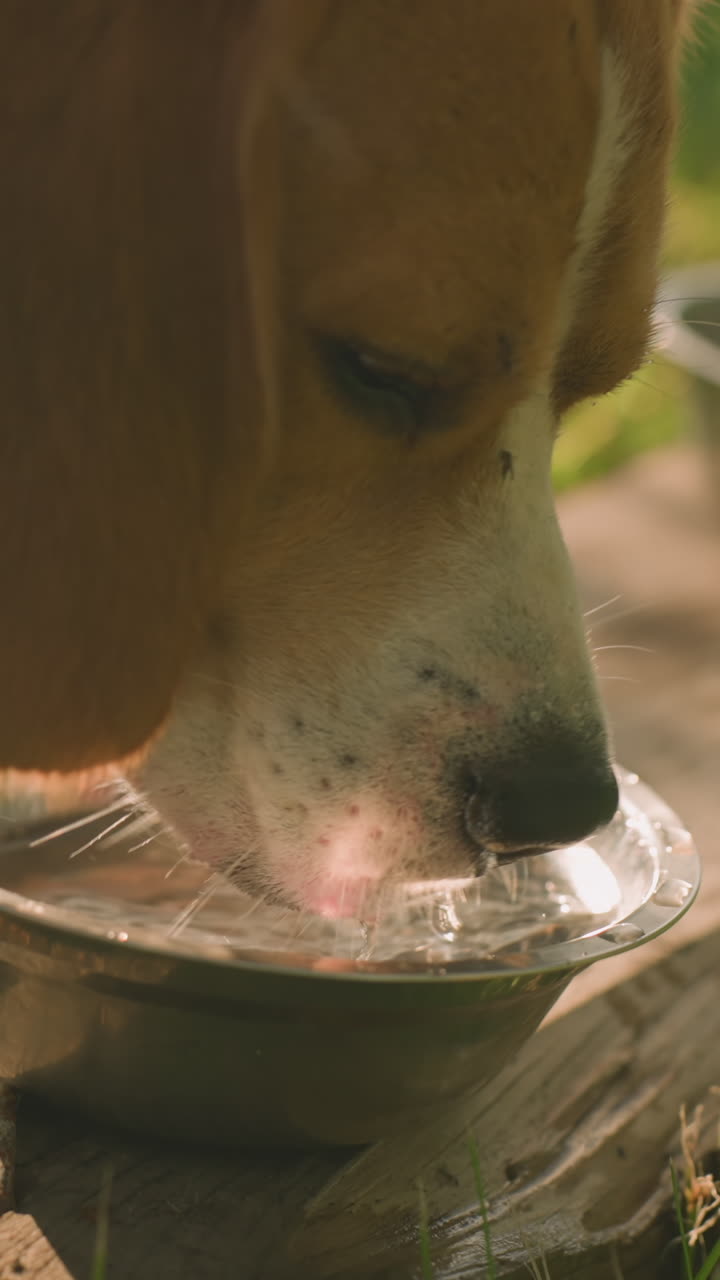 cerca de un perro bebiendo agua de un cuenco de metal colocado en la madera con clavos en el campo cubierto de hierba mientras el agua salpica sobre la madera, con otro cuenco cerca bajo la luz del sol