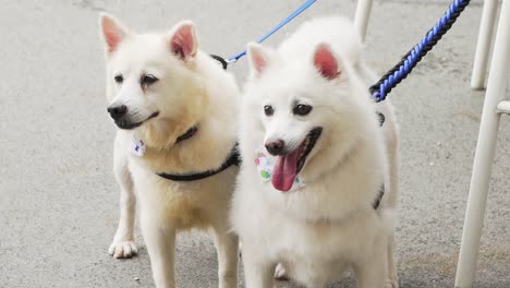 2 japanese spitz chilling