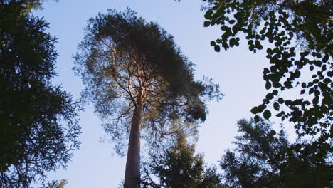 low angle view of high tall tree trunk