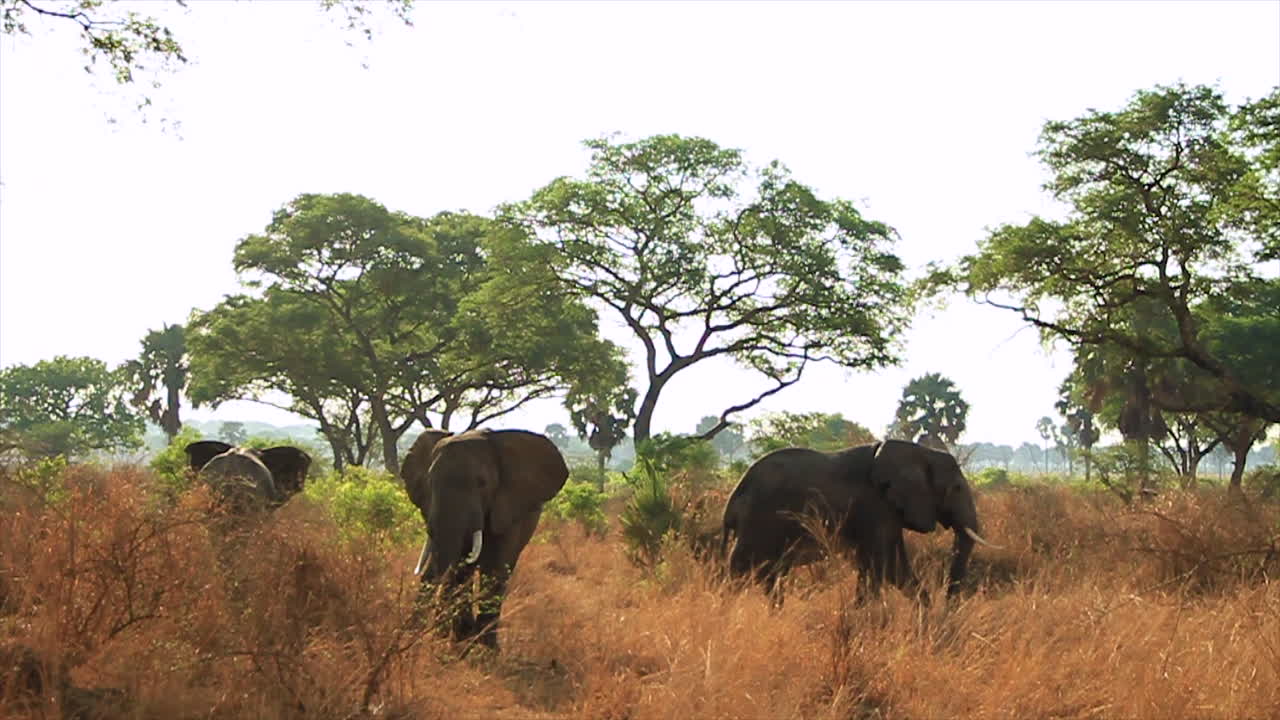 grupo de elefantes en la sabana africana