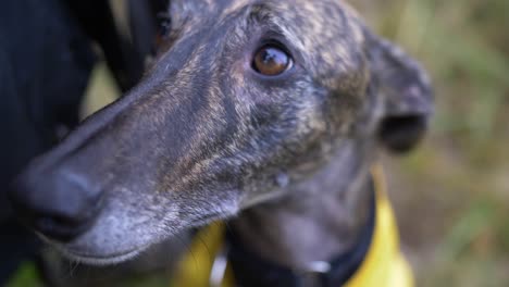 close up slow-mo shot of spanish greyhound galgo eyes