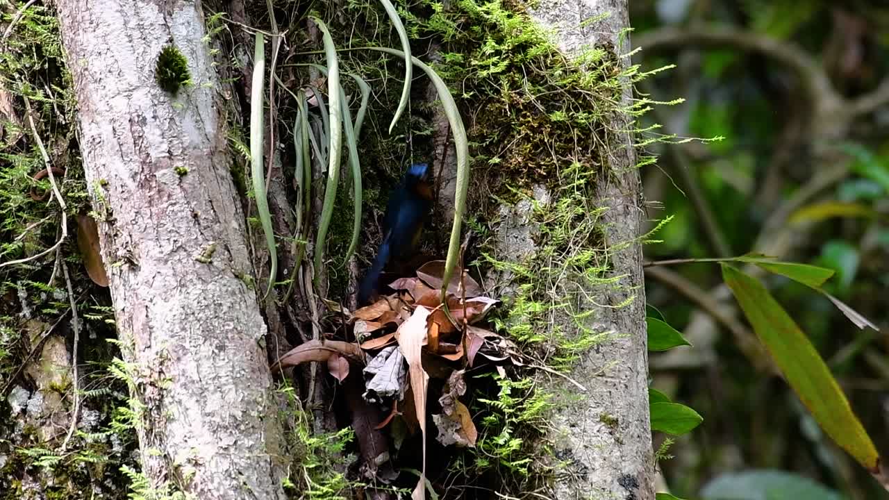 The Hill Blue Flycatcher is found at high elevation habitat it has blue feathers and orange-like breast for the male, while the female is pale cinnamon brown and also with transitioned orange breast