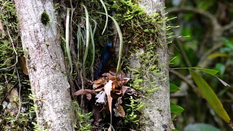 El-Papamoscas-Azul-De-La-Colina-Se-Encuentra-En-Un-Hábitat-De-Gran-Altura,-Tiene-Plumas-Azules-Y-Un-Pecho-Anaranjado-Para-El-Macho,-Mientras-Que-La-Hembra-Es-De-Color-Marrón-Canela-Pálido-Y-También-Con-Un-Pecho-Anaranjado-En-Transición