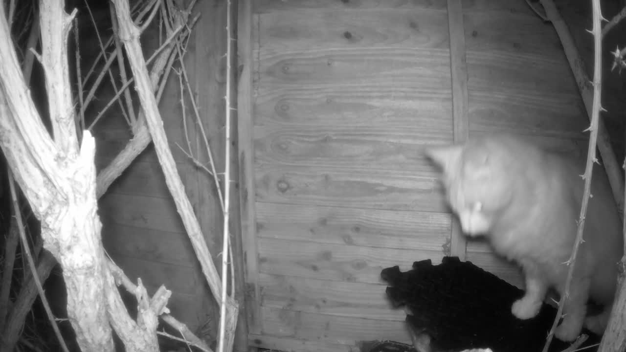 고양이는 덤불에서 무언가를 본다