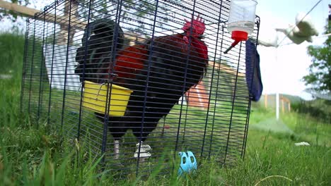 a rooster in a cage