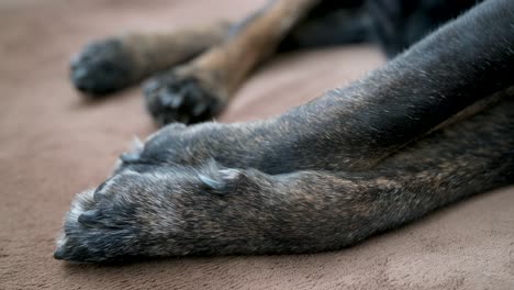 captura de las extremidades y patas de un perro anciano mientras se acuesta en un piso de alfombra lisa