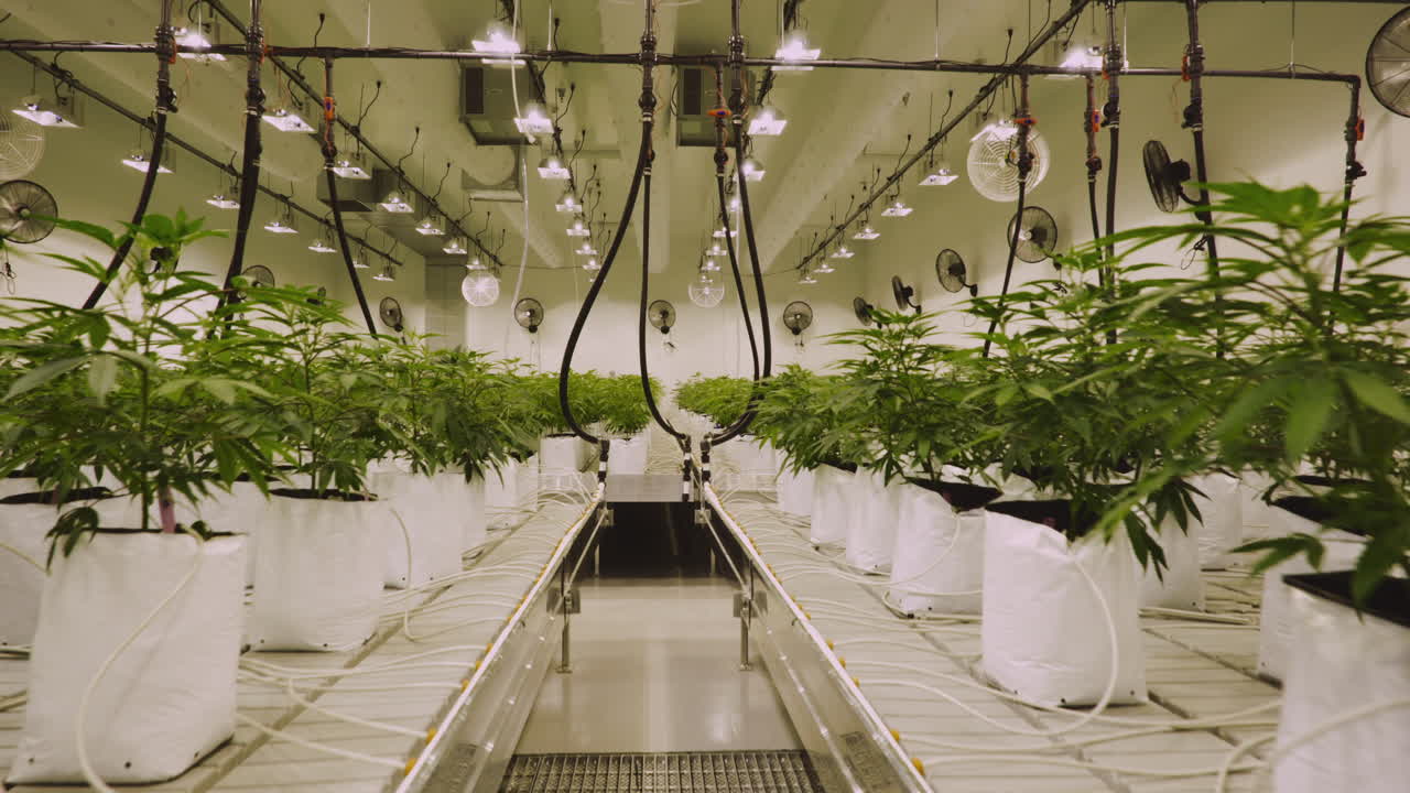 Ripresa cinematografica in movimento di una vasta coltivazione di cannabis.