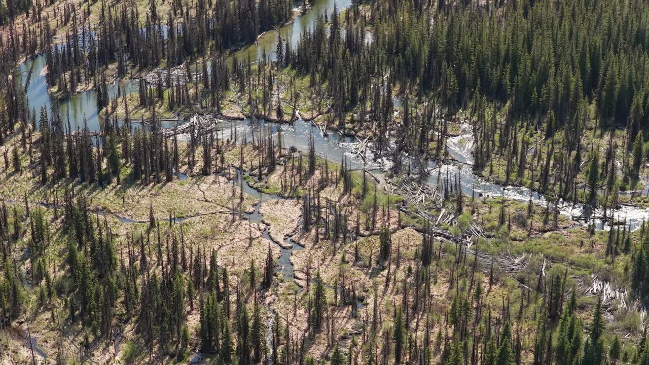 Stunning Aerial View of a Serene River Flowing Through Pristine Forest in British Columbia, Canada