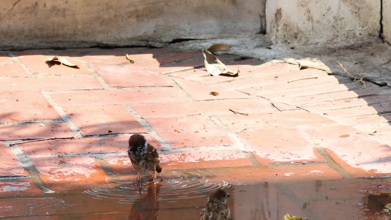 Multiple sparrows enjoying a water puddle bath