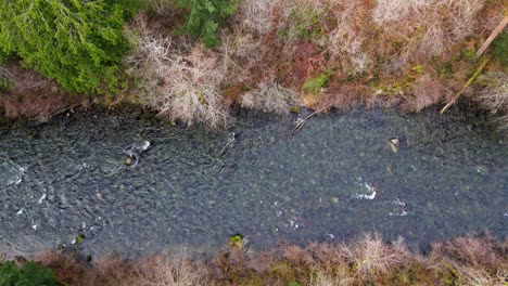 Wunderschöne-Vogelperspektive-Des-Fließenden-Cedar-River-über-Dem-Wald-Im-Bundesstaat-Washington