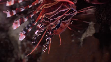 spotfin lionfish  close up shot