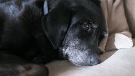 a senior black dog deeply asleep on a couch, briefly opens its eyes