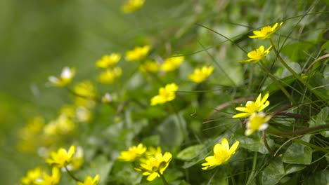 Butterblumen-In-Wiese-Statischer-Schuss