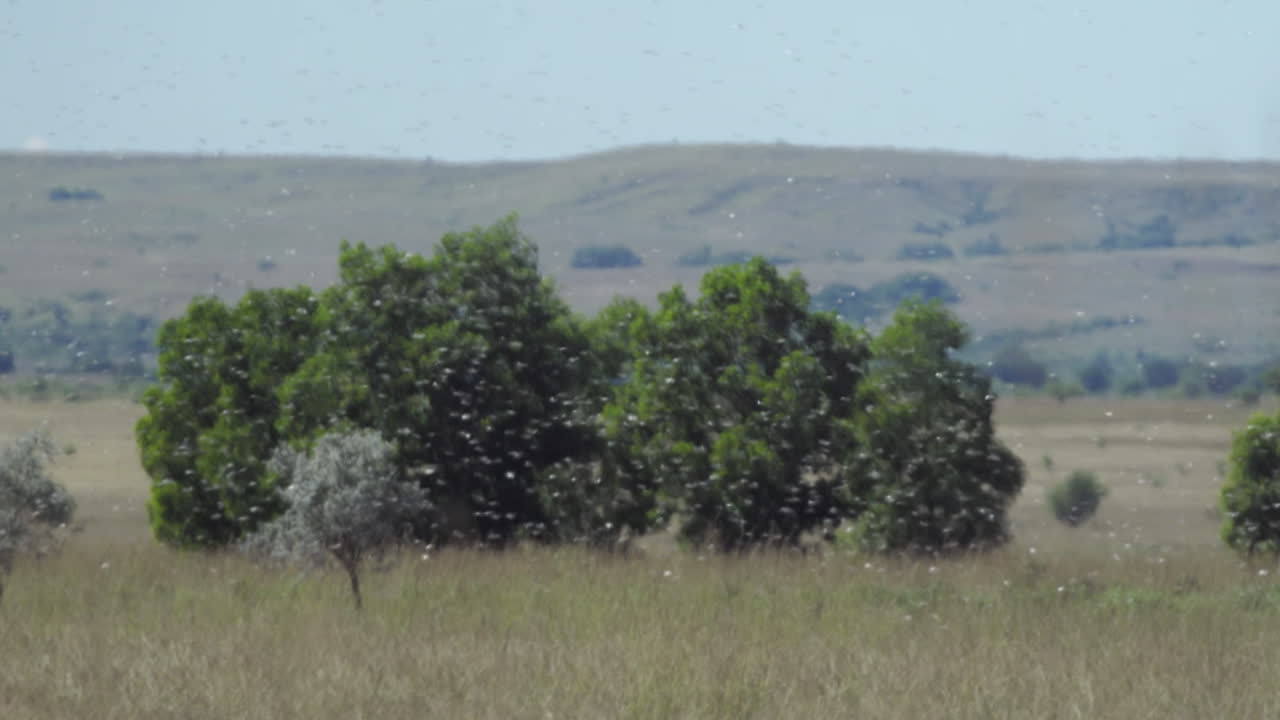 enjambre de langostas cruzando el marco desde la izquierda en madagascar, árboles verdes en la parte de atrás, tiro largo