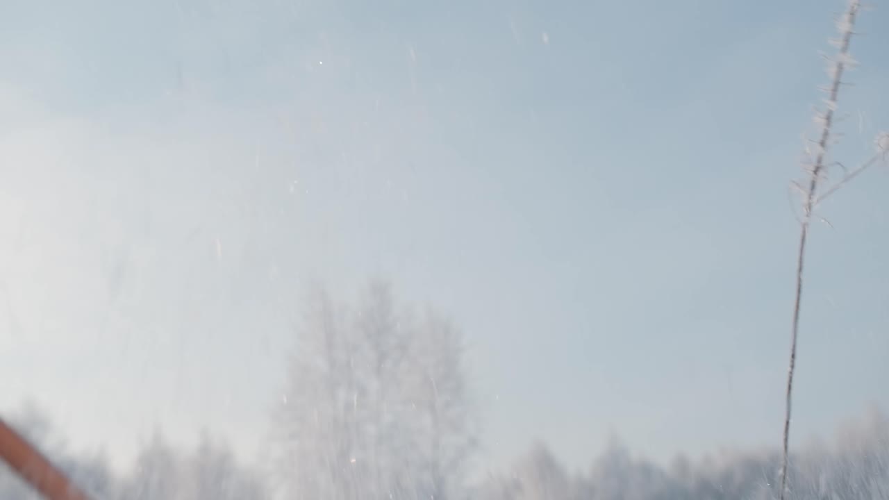 눈 인 숲에서의 겨울 활동