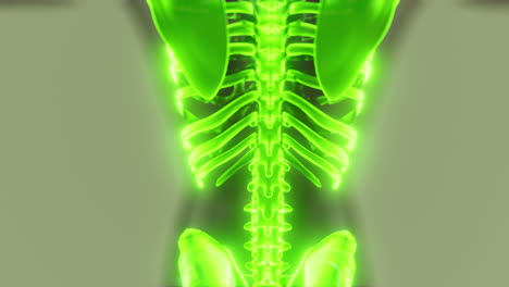 Cuerpo-Humano-Transparente-Con-Huesos-Esqueléticos-Visibles