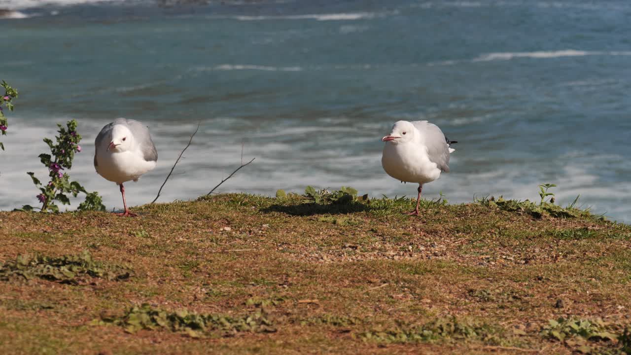 adorables gaviotas se paran sobre una pierna en el césped frente a la playa del océano