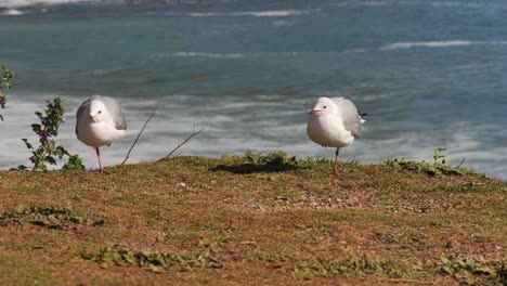 Entzückende-Möwen-Stehen-Auf-Einem-Bein-Auf-Gras-Vor-Dem-Meeresstrand