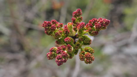 Young-leaves-budding-on-a-branch-close-up-blurry-background-France-spring