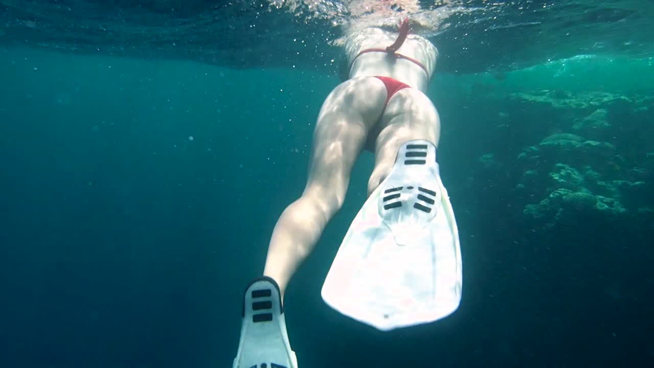 有色彩的熱帶珊瑚礁