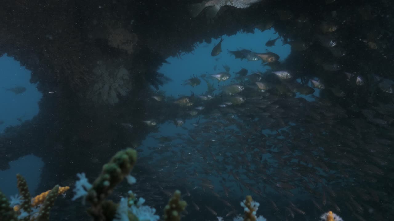 Underwater Ecosystem with Diverse Fish and Coral under a Structure