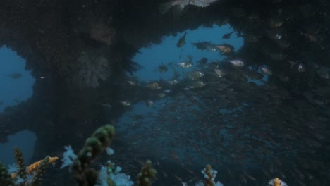 underwater ecosystem with diverse fish and coral under a structure