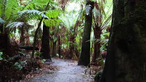 sendero panorámico a través de la exuberante vegetación de la selva tropical