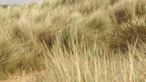 Wide-shot-of-Marram-grass-on-sand-dunes-moving-in-the-breeze-at-Saltfleet,-Louth,-Lincolnshire