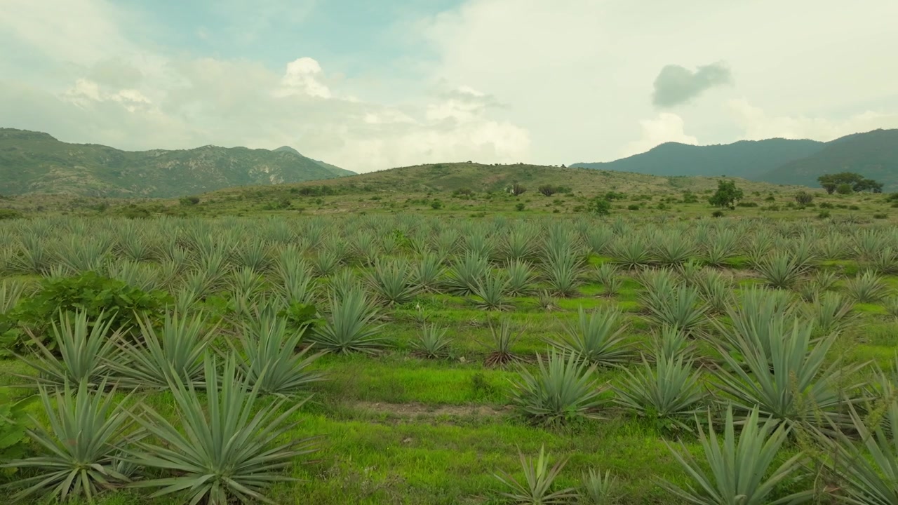 Oaxaca'da bulutlu gökyüzü altında engebeli tepeler boyunca uzanan mavi agav tarlası, drone geri çekme çekimi, sakin ve huzurlu bir arka plan.