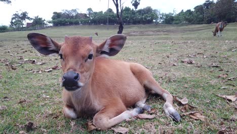 Süßes,-Kauendes-Kalb-Beim-Fressen,-Babykuh,-Die-Gras-Weidet,-Große-Ohren,-Bali-Rinder,-Heimische-Balinesische-Herde,-Filmische-Standaufnahme,-Indonesien