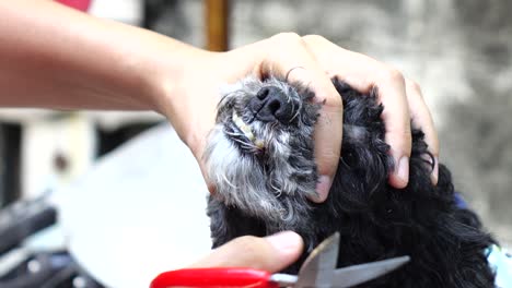 grooming of the head of poodle dog