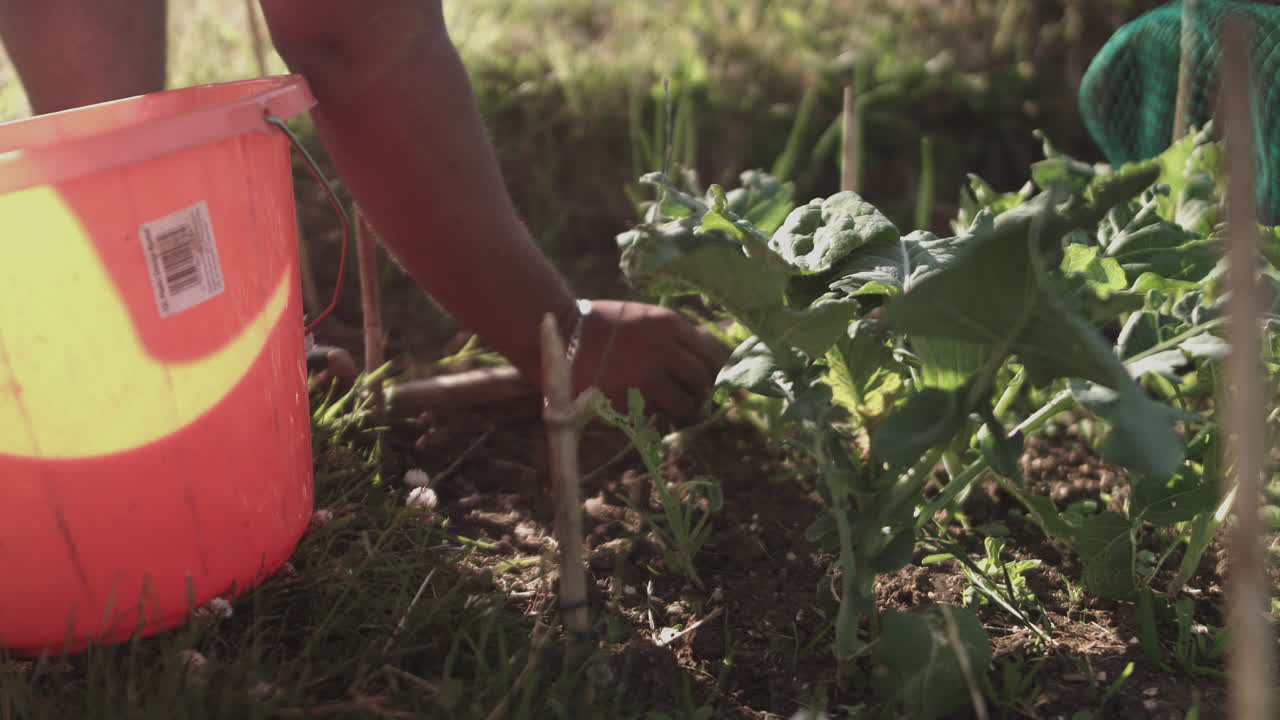 primer plano de manos latinas recogiendo plantas en un cubo naranja en un día soleado