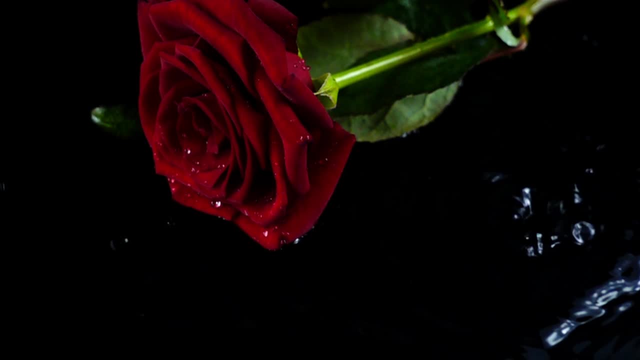 Die fallende Rose auf schwarzem Hintergrund. Zeitlupe.