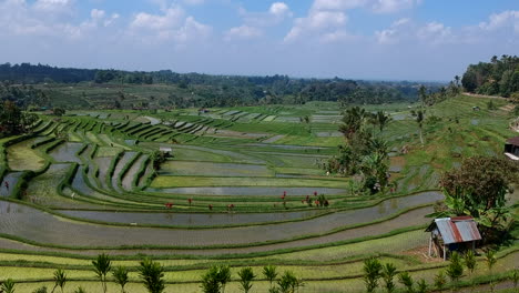 bali rice fields riziere indonesia green by drone