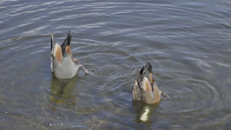 A-pair-of-Paradise-Ducks-feeding-in-a-lake