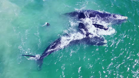 Ballenas-Francas-Macho-Conduciendo-A-La-Hembra-Durante-Su-Ritual-De-Cortejo,-Drone