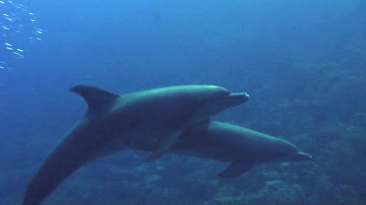 dos delfines nadando juntos