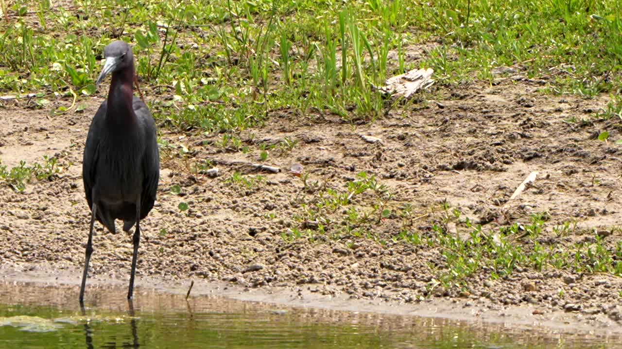 Little blue heron eats a small fish and fluffs its feathers