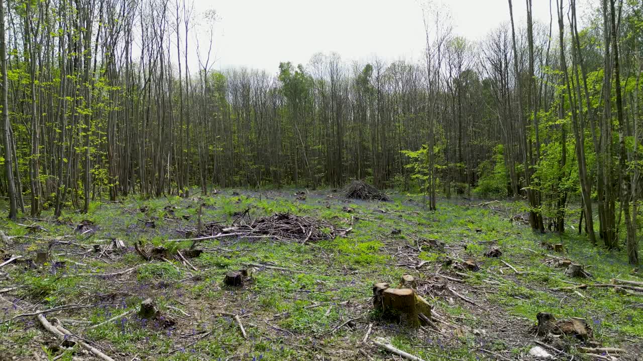 Filmato di drone a bassa quota in una sezione di deforestazione con alberi e campanule.