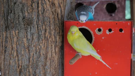 two budgies in a red birdhouse