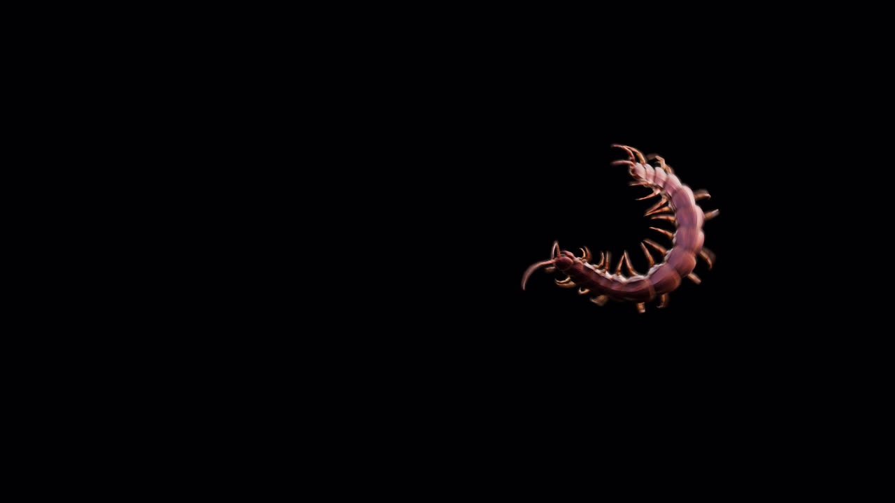 Centipede loop with Alpha channel 4k resolution