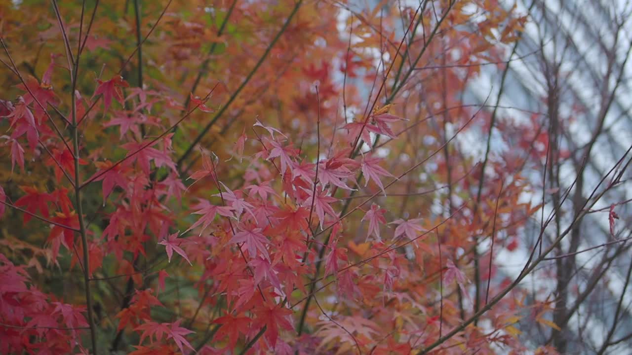 나뭇가지에 가을 단풍