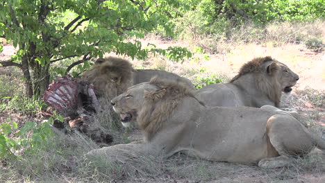 Close-view-of-tired-male-lions-feeding-on-kill-in-shade-of-green-tree