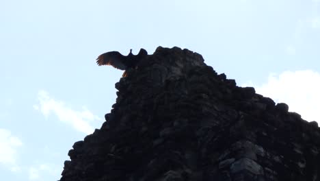 Spread-Winged-Posture-of-Turkey-Vulture-atop-the-pyramid-of-Temple-1-at-Chacchoben,-Mayan-archeological-site,-Quintana-Roo,-Mexico