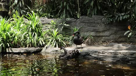Black Swans by a Pond